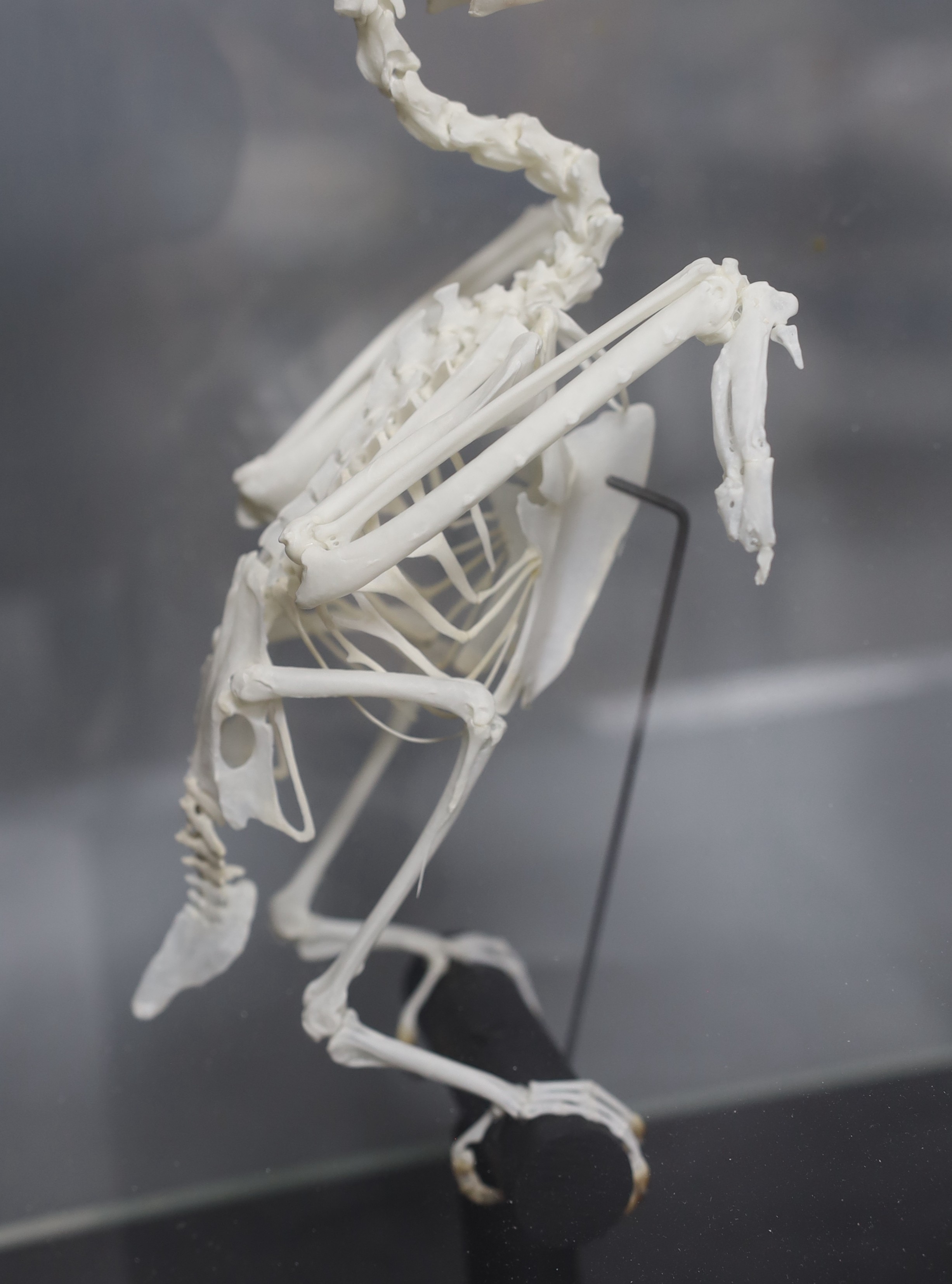 Bird anatomy - an articulated Piping Hornbill skeleton, in a glass case, 34 cm high